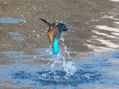 浮上 428（父親）