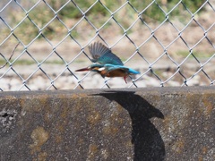 少し近くに来てくれました１