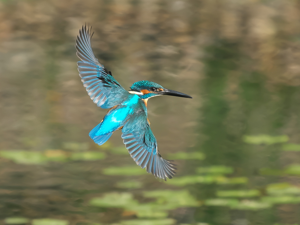 華麗なるターン 13