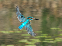 華麗なるターン 13