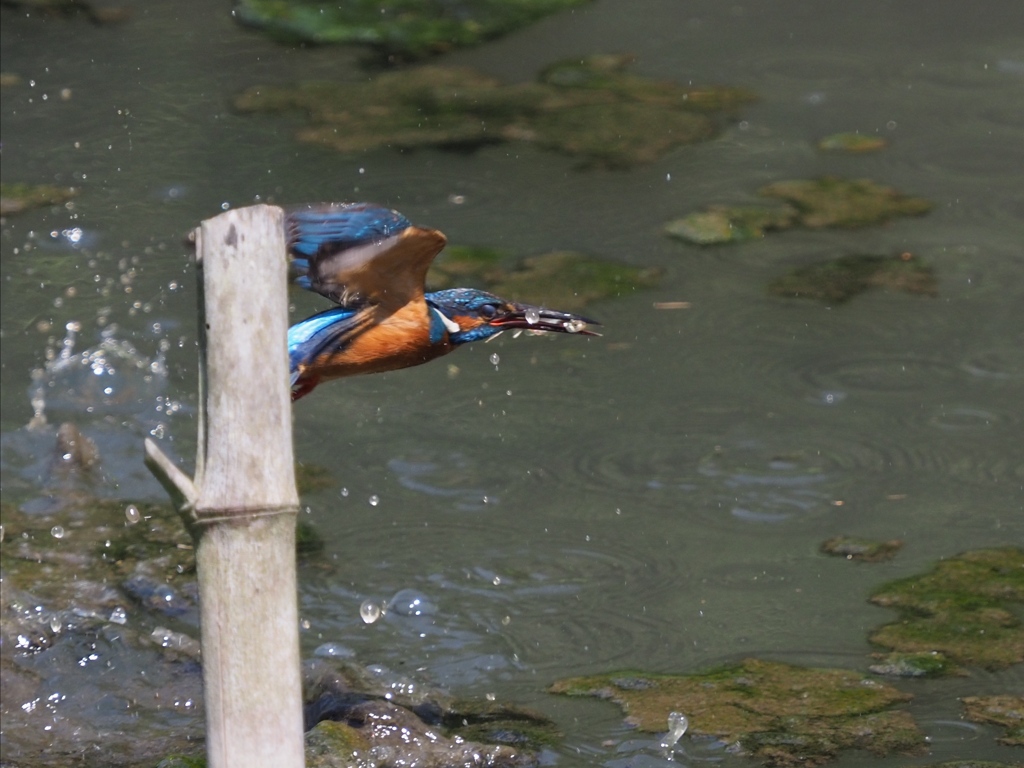 竹杭が無ければ…４