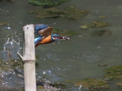 竹杭が無ければ…４