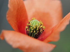 玄関から5mの世界（花） ヒナゲシ