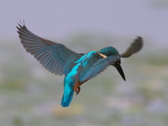 ホバ 11-1（父親）