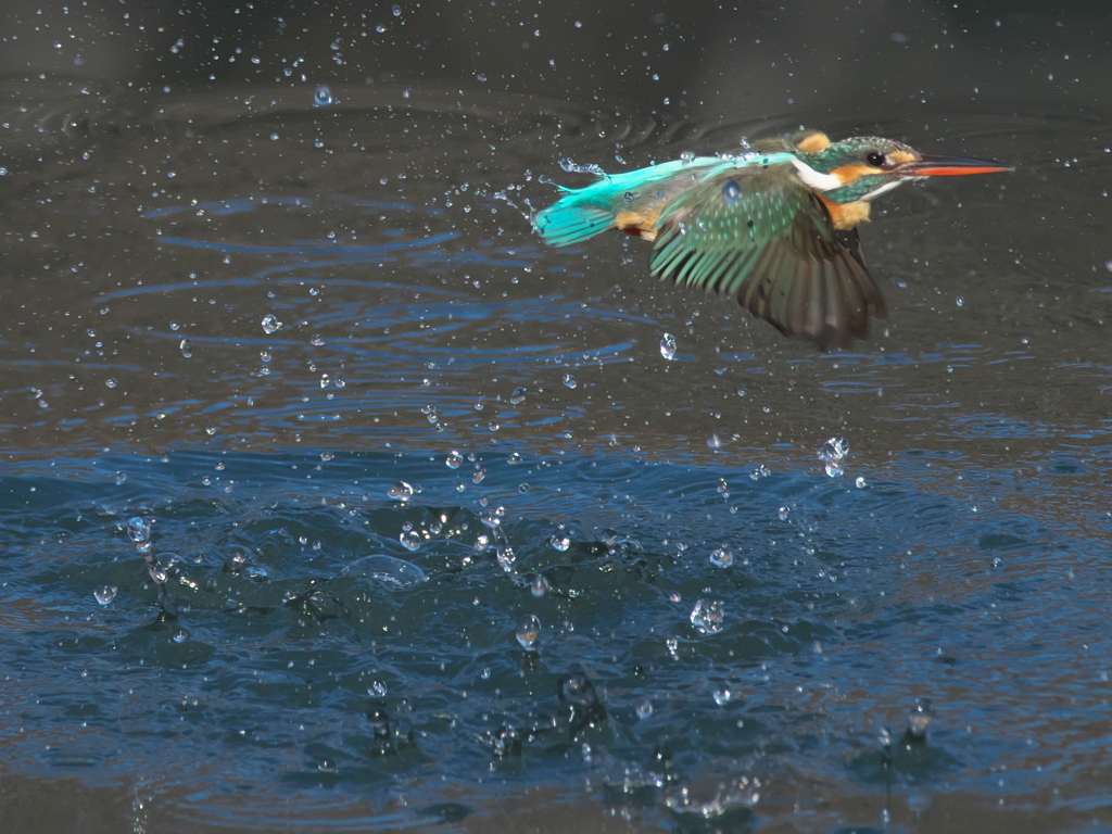 浮上 337（嫁候補）