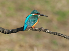 止り木 163（父親）