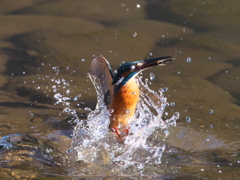 浮上 300（父親）