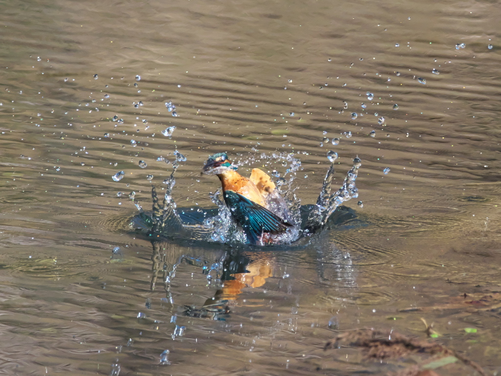 飛び込みシーケンス 32-2（父親）