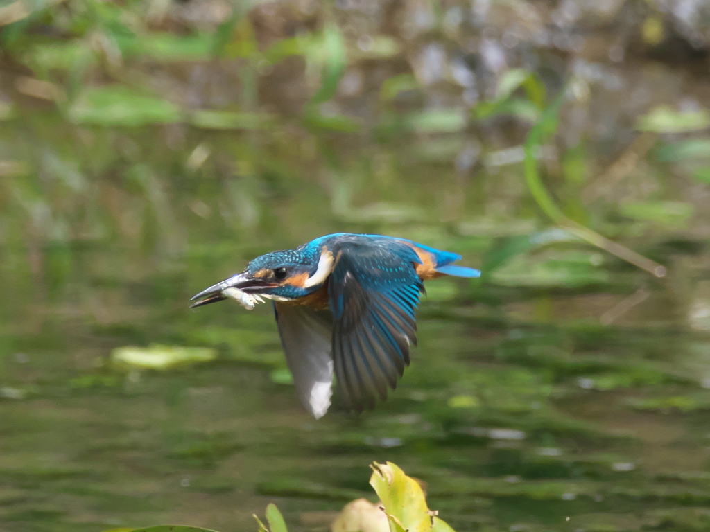 水平飛行 11（父親）