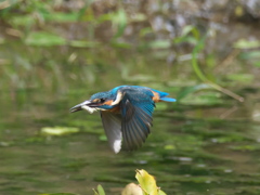 水平飛行 11（父親）