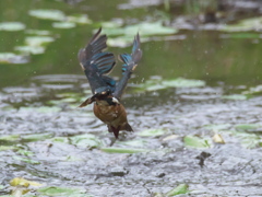 エビ獲れたよ 23-1（父親）