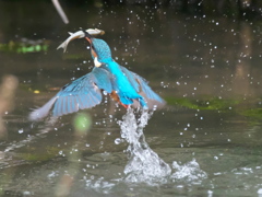 浮上 152-6（父親）