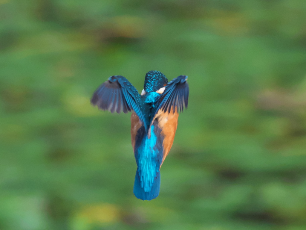 ホバ 9-1（父親）