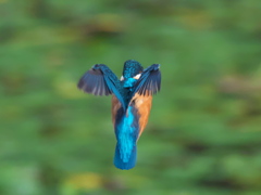 ホバ 9-1（父親）