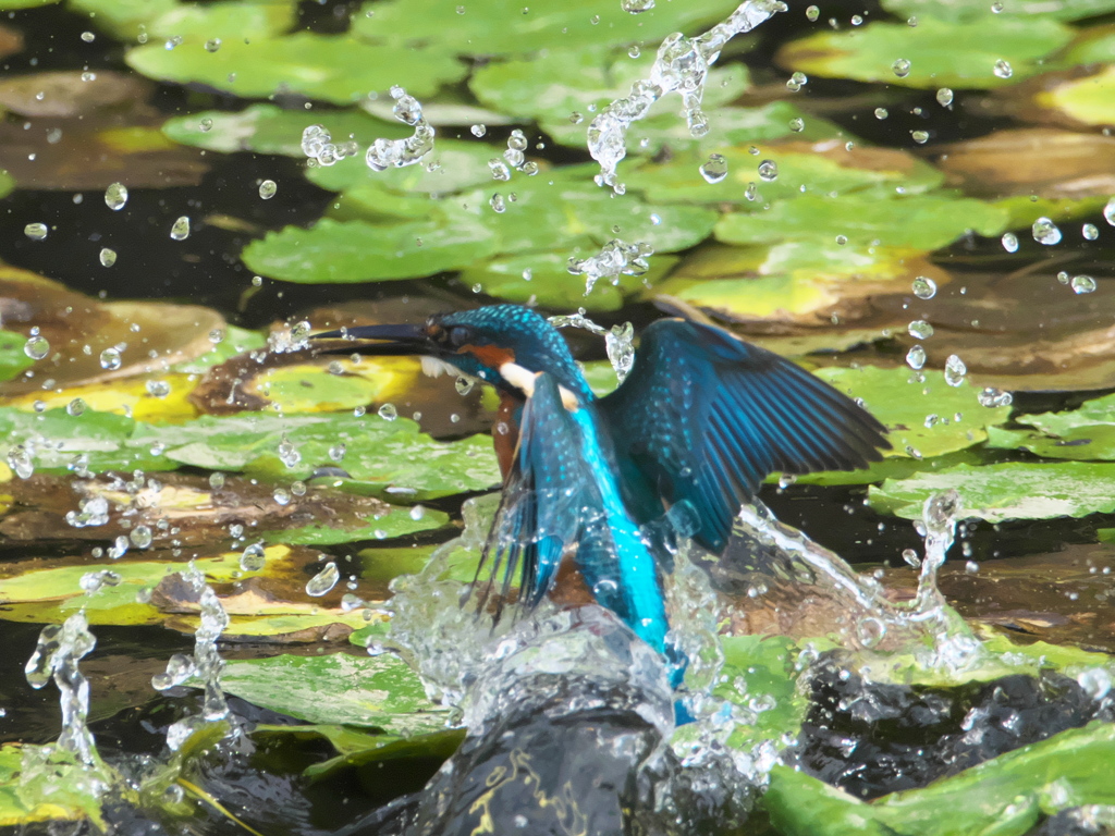 浮上 148-1（父親）