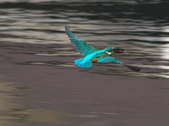 水平飛行 16（父親）