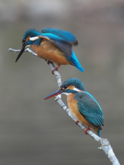 止り木 111（嫁候補と父親）