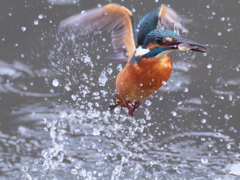 浮上 241-1（父親）