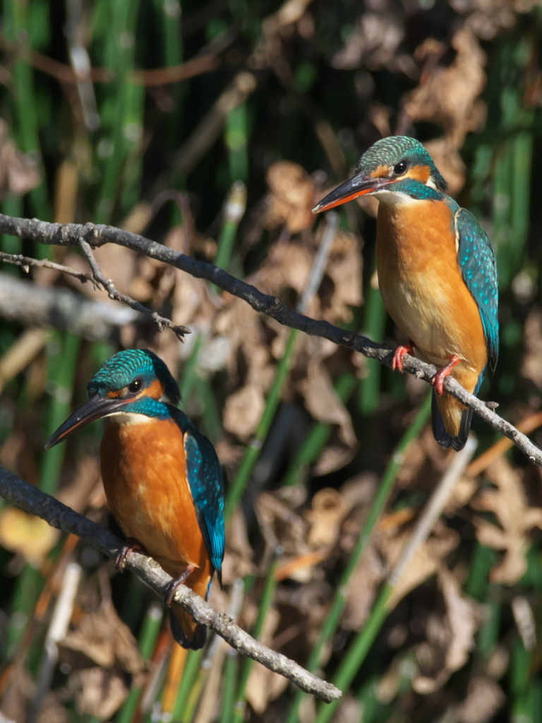 止り木 91（嫁候補と父親）