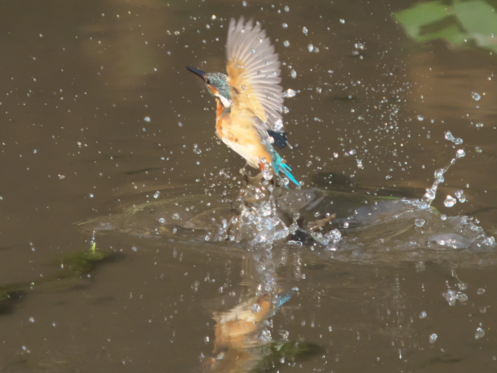 飛び込みシーケンス 13-3（嫁候補？）