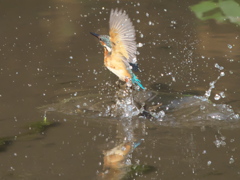 飛び込みシーケンス 13-3（嫁候補？）