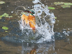 浮上 460-1（父親）