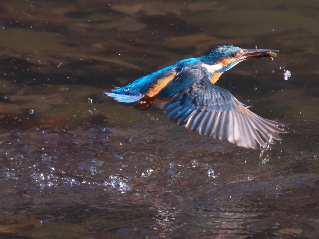 浮上 315（父親）