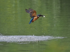 浮上 1284 浮上 1284