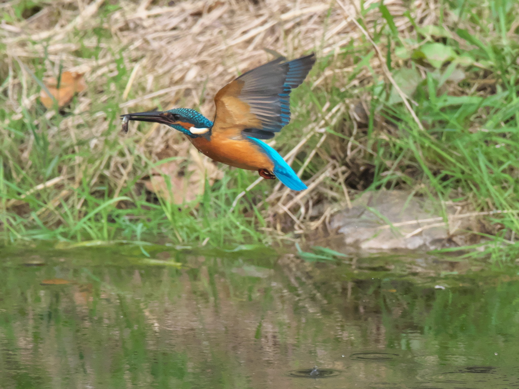 止り木へ 9（父親）