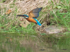 止り木へ 9（父親）