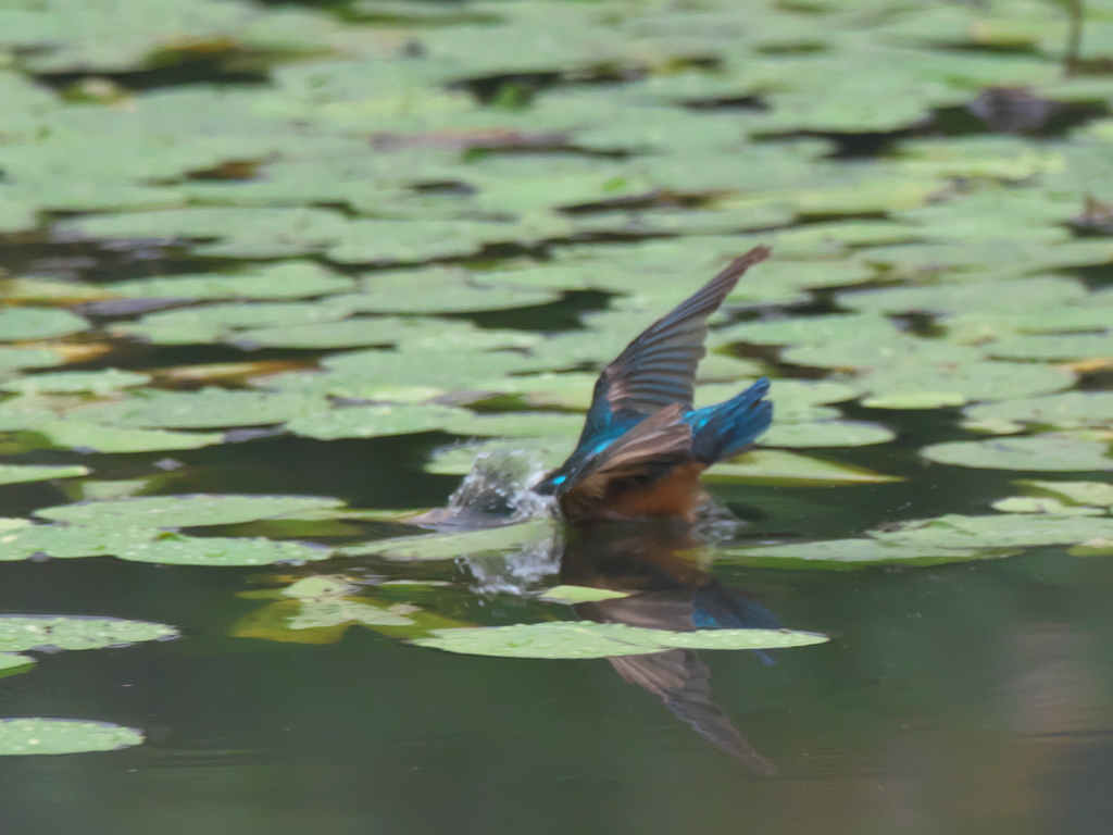 ダイブ 4-2（父親）