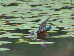 ダイブ 4-2（父親）