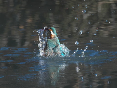 浮上 269-1（嫁候補）