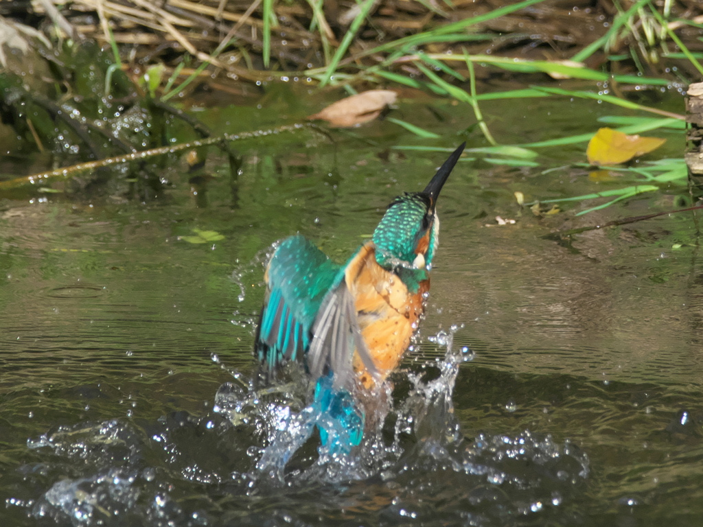 水浴び 7-2（父親）