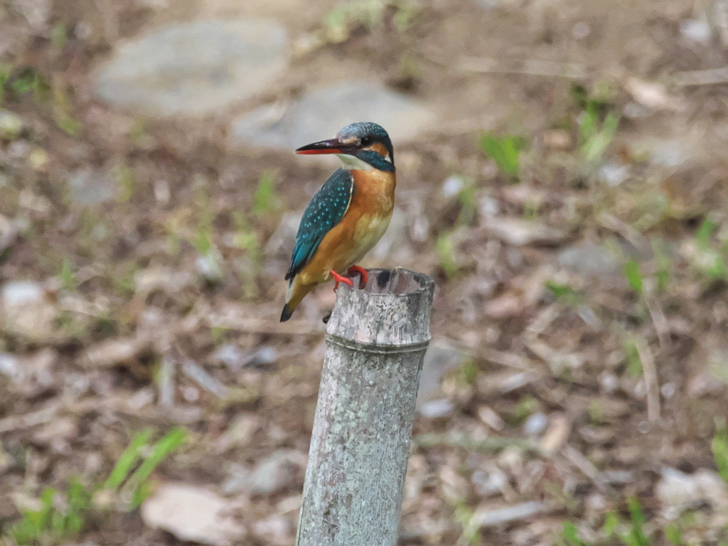 止り木 198（雛子）