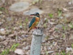 止り木 198（雛子）