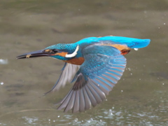 浮上 249（父親）