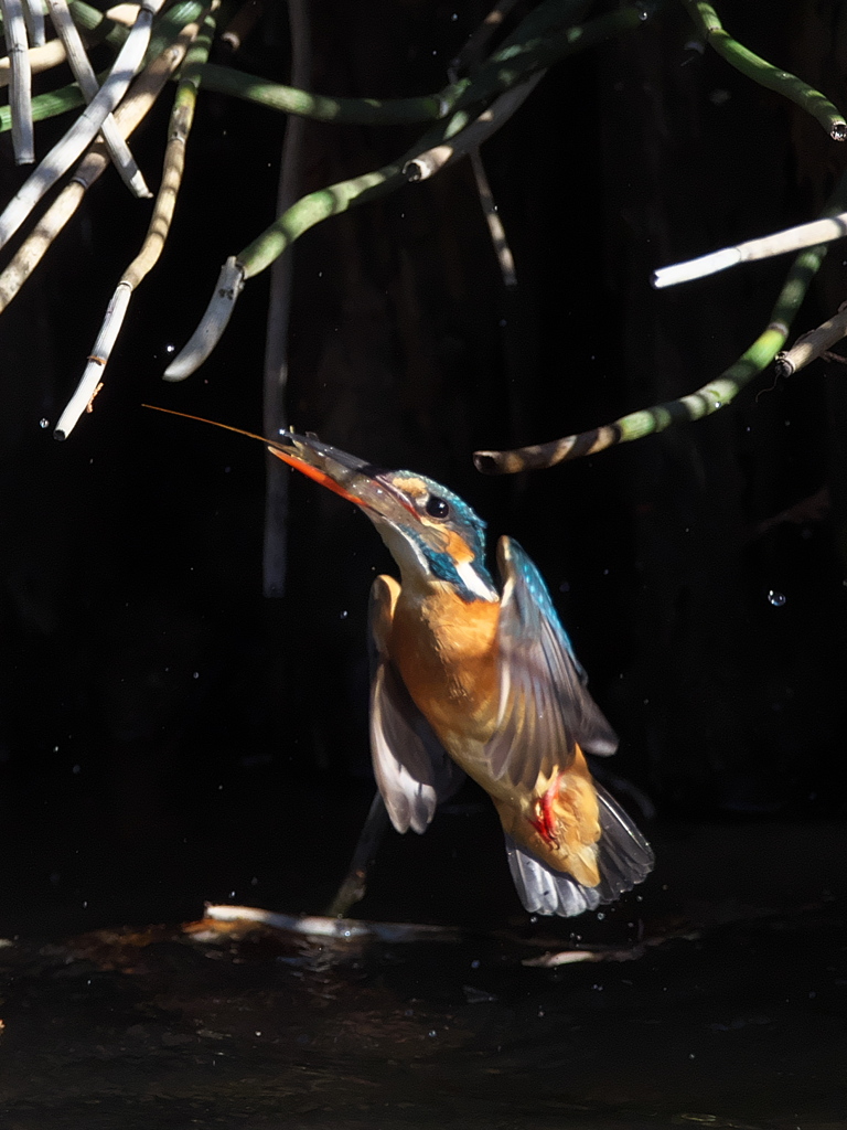 浮上 187-1（嫁候補）