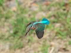 ロックオン 8-1（嫁候補）