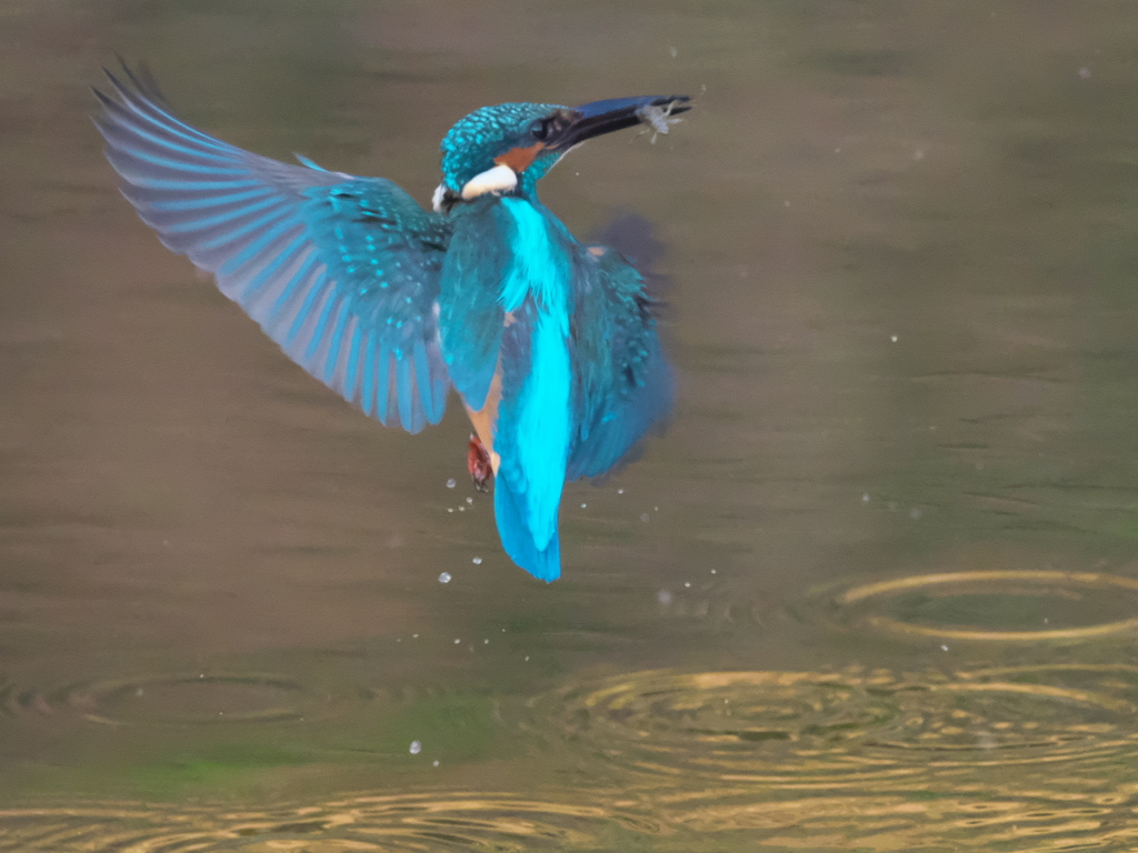 浮上 139（父親）