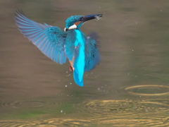 浮上 139（父親）