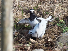 セキレイのバトル 2