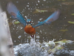 浮上 235-2（父親）