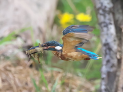 ザリガニ獲れたよ 23-2