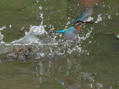 浮上 106-2（嫁候補）
