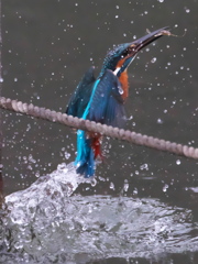 浮上 350(父親) 浮上 350(父親)