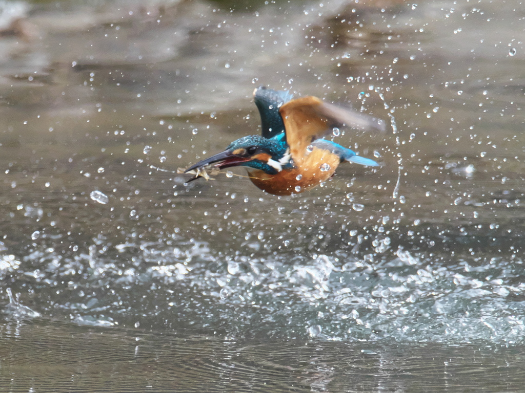 浮上 346（父親）