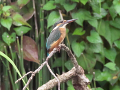 止り木 5（子 娘？）