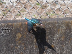 背景悪くて遠いけど１