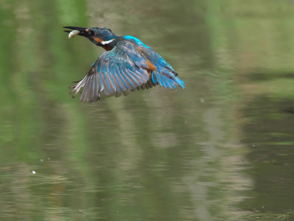 お魚獲れたよ 42